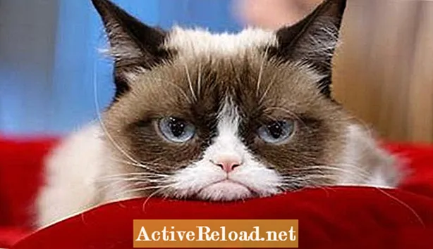 Međunarodna internetska senzacija: mrzovoljna mačka